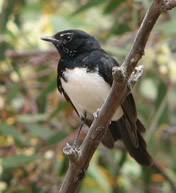Willy-wagtail