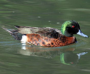 Chestnut Teal Male